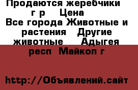 Продаются жеребчики 14,15 16 г.р  › Цена ­ 177 000 - Все города Животные и растения » Другие животные   . Адыгея респ.,Майкоп г.